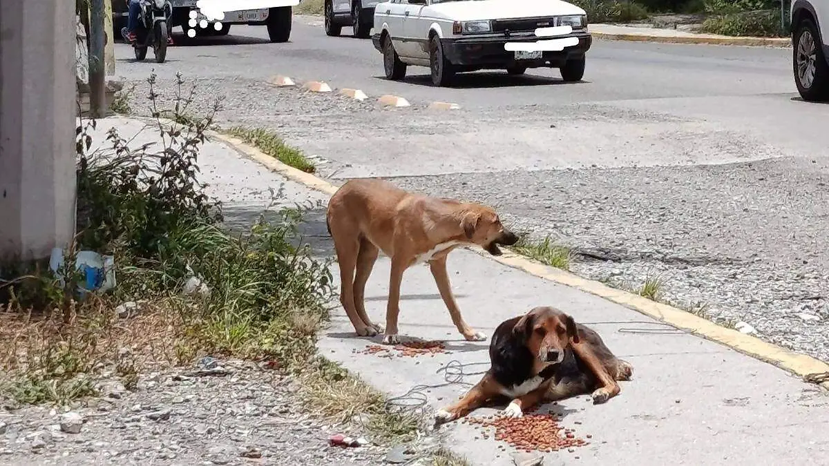 perros callejeros