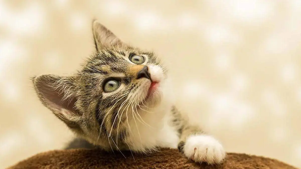 Gato