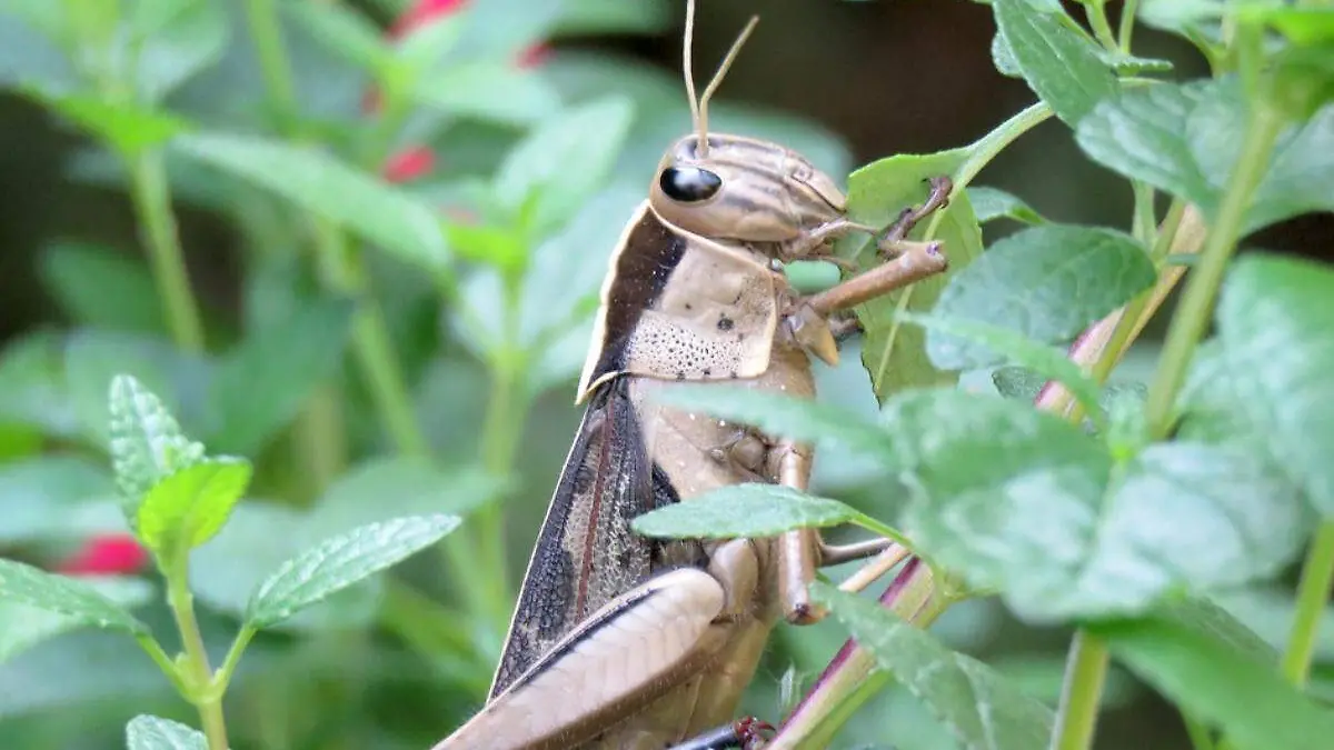 langosta centroamericana