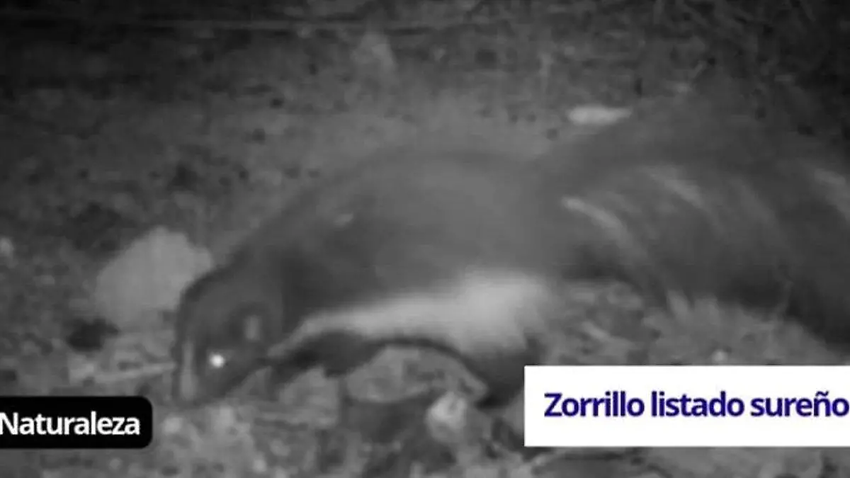 zorrillo naturaleza