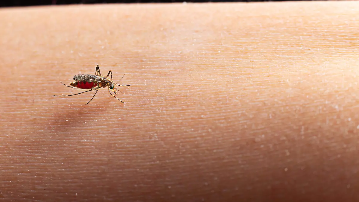 El análisis advierte que algunas regiones del sur y este de África enfrentarán un mayor riesgo de malaria