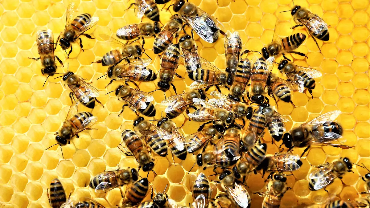 El trabajo publicado en Proceedings of the Royal Society B respalda que las abejas distinguen información numérica