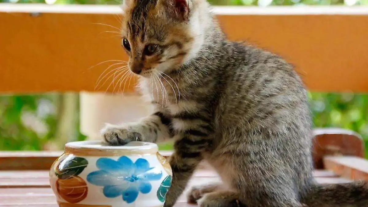 gato sosteniendo un objeto