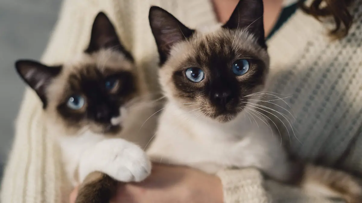 La jornada por el Día Municipal del Gato incluirá esterilización con cupo limitado, 100 aplicaciones de vacuna triple felina, adopciones, talleres y ponencias.