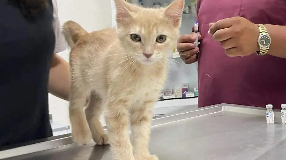 gato recibiendo atencion medica