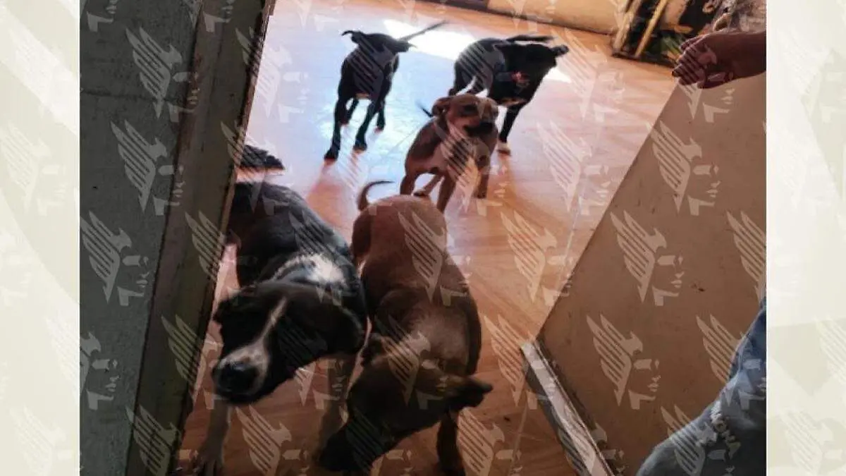 En colonia Villa Verde II rescataron a 13 perros en abandono