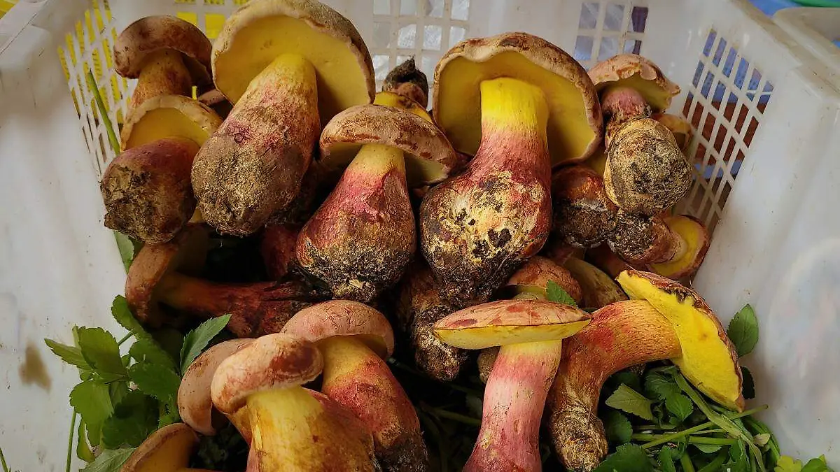 hongos alucinogenos