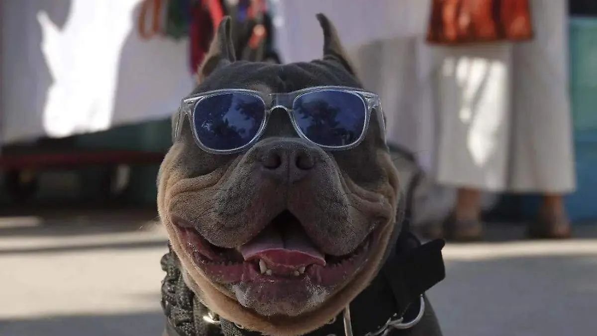 perro