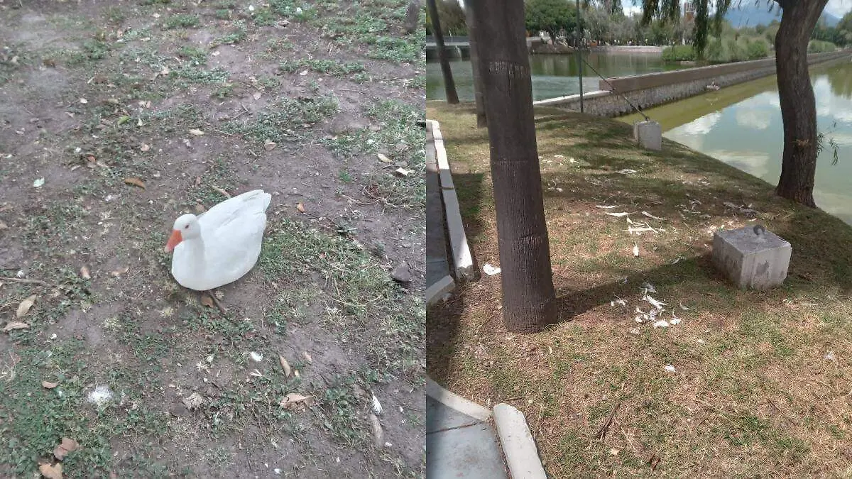 La denuncia surgió a partir de reportes ciudadanos sobre gansos y patos lesionados