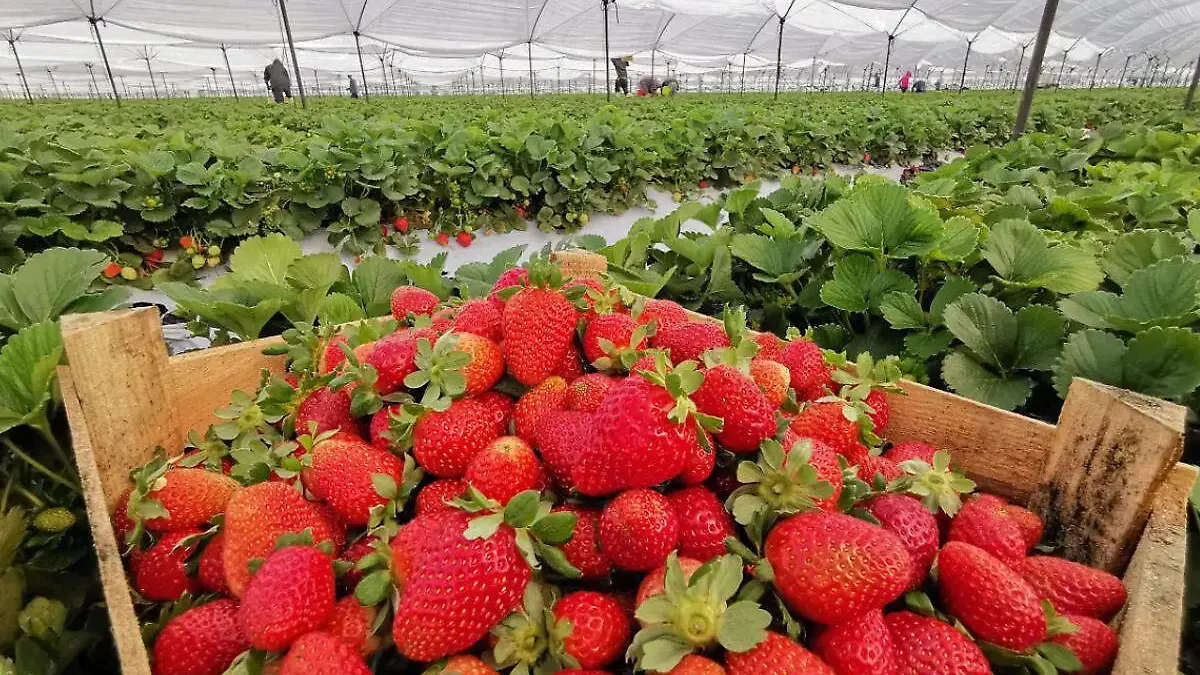 fresas