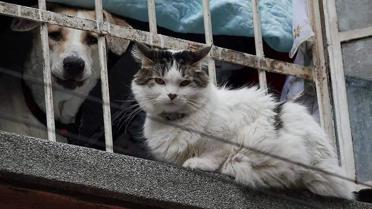 animales, perro y gato