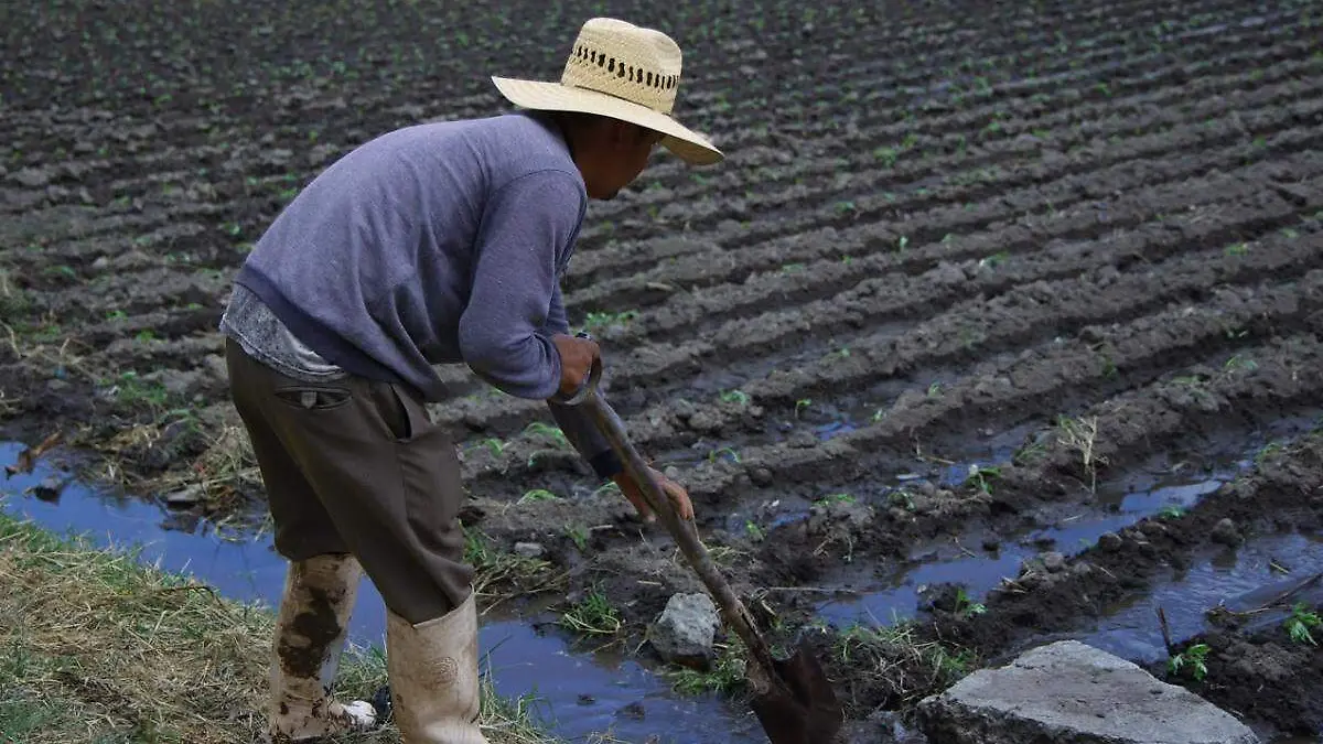 siembra de la flor de cempasuchil en Atlixco