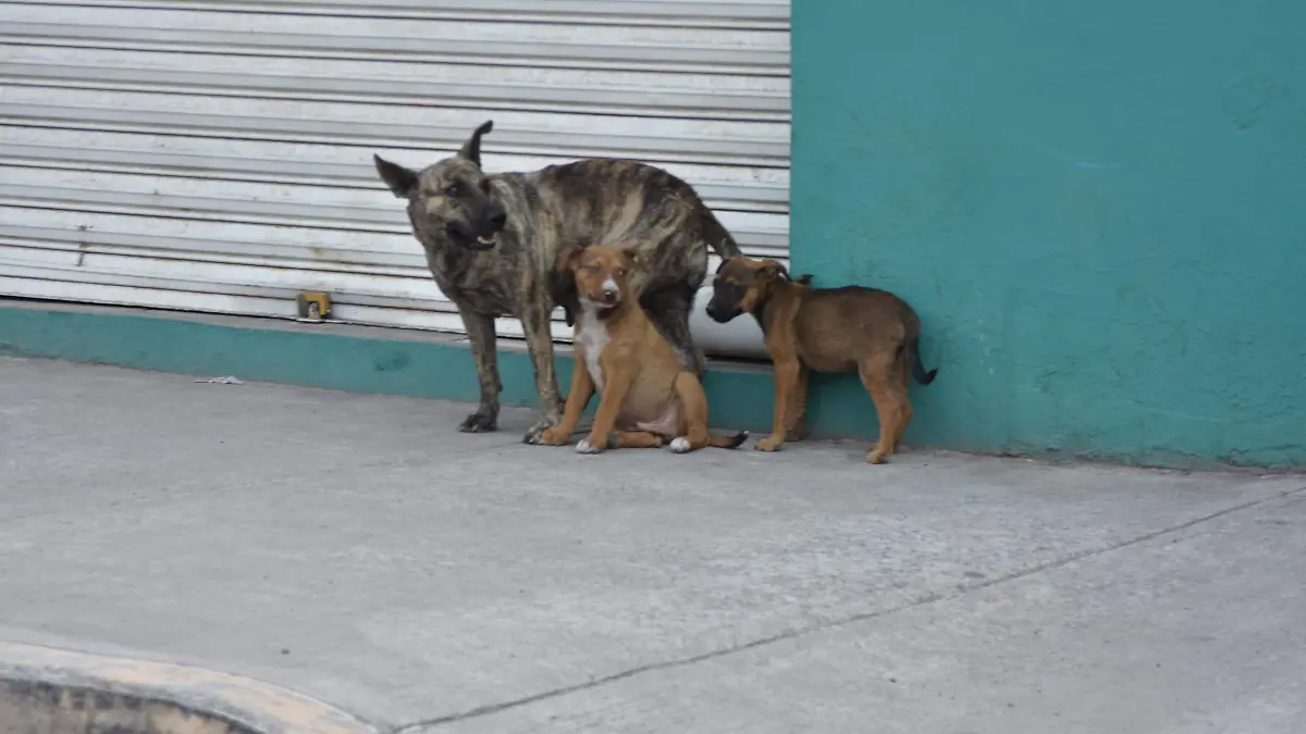 perros (3)