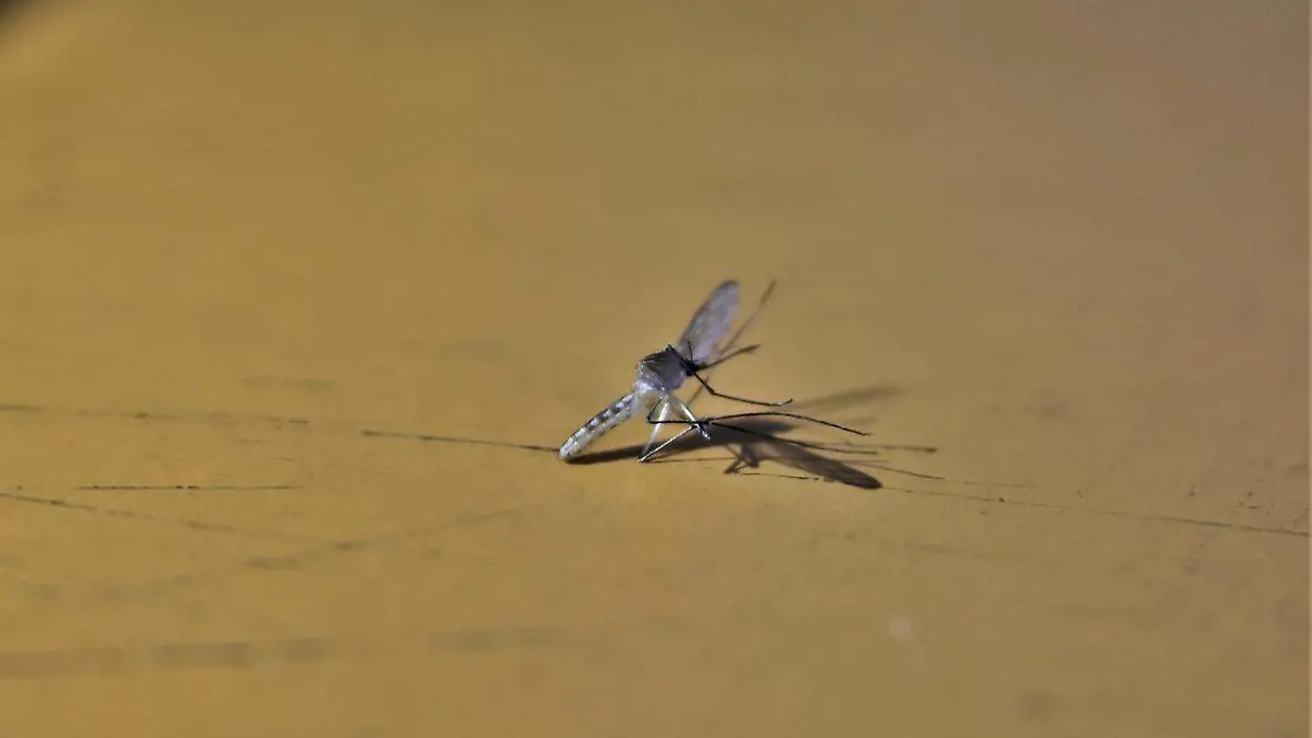 Image 2024-08-07 at 5.50.48 PM