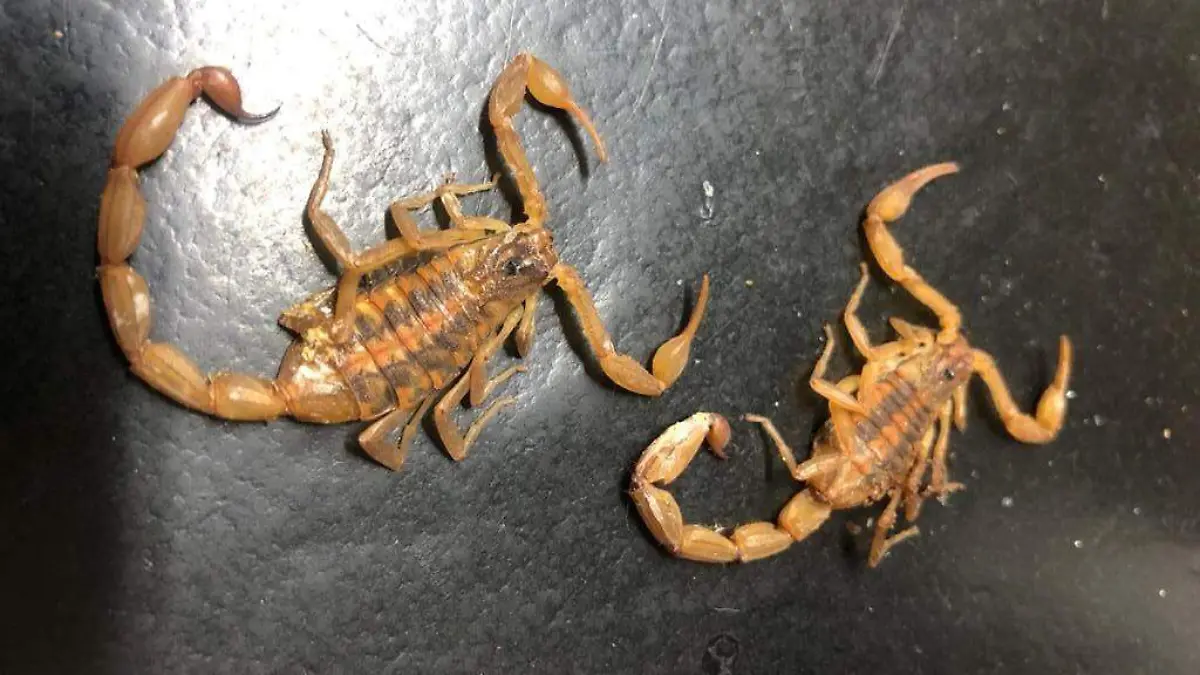 SE ESPERA AUMENTO EN LAS PICADURAS DE ALACRANES (2)