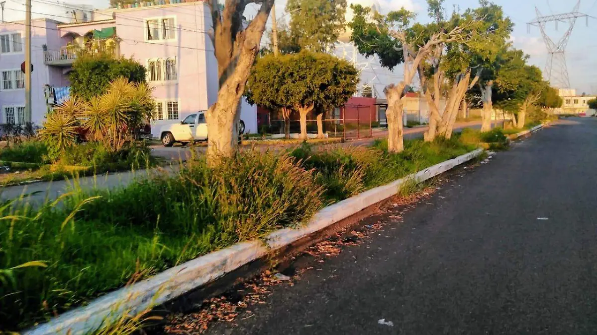 PROLIFERA MALEZA EN TERRENOS Y AREAS VERDES EN COLONIA PRIMAVERA  (1)