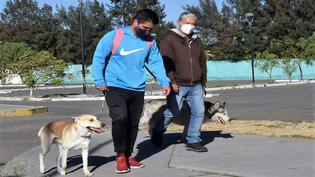 Perritos-Comunitarios