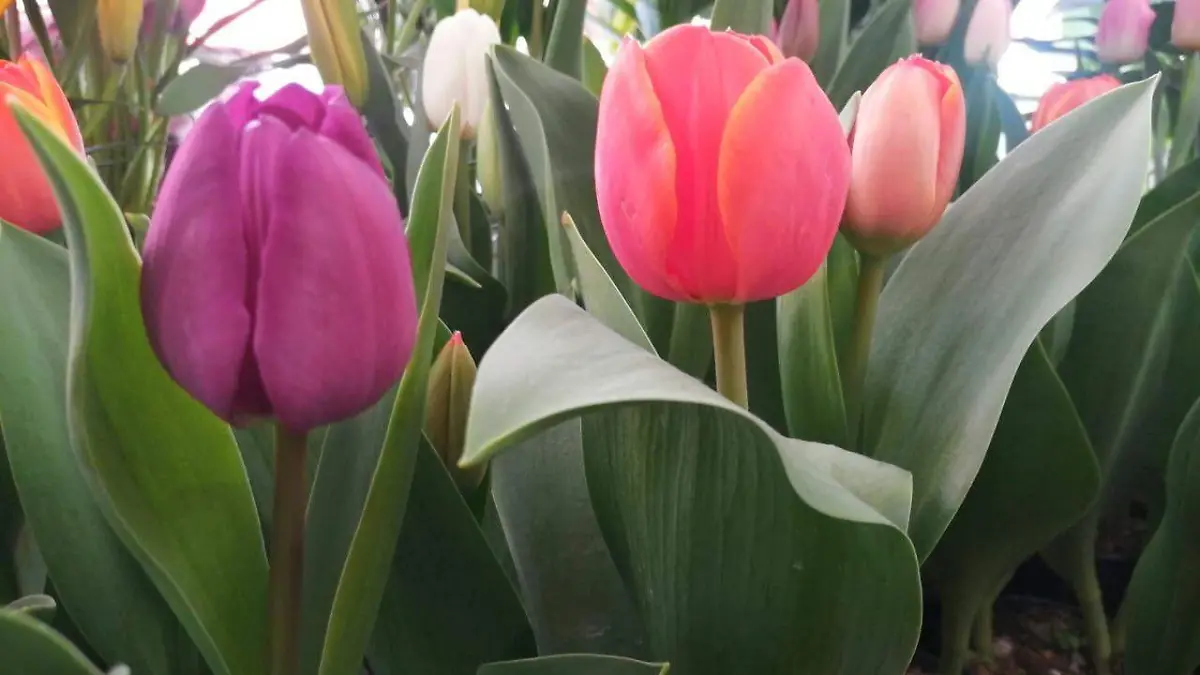 Previo al 14 de febrero_ flores aumentan hasta en un 50   (3)