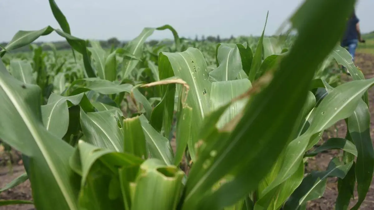 PErdidas millonarias