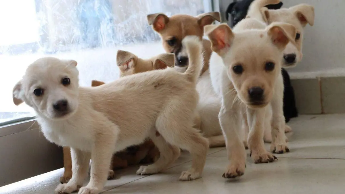 perritos 1