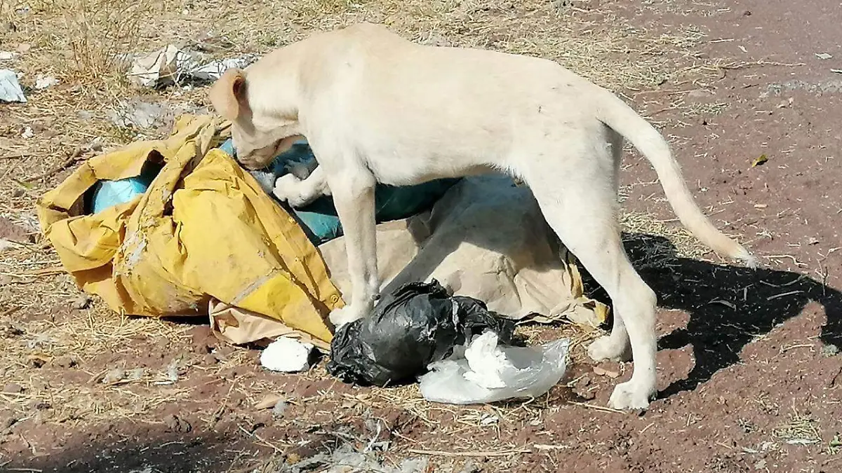 BUSCA SURBA INTERVENIR EN CASO DE PERRITOS EN FRACCIONAMIENTO ÁRBOLEDAS 2