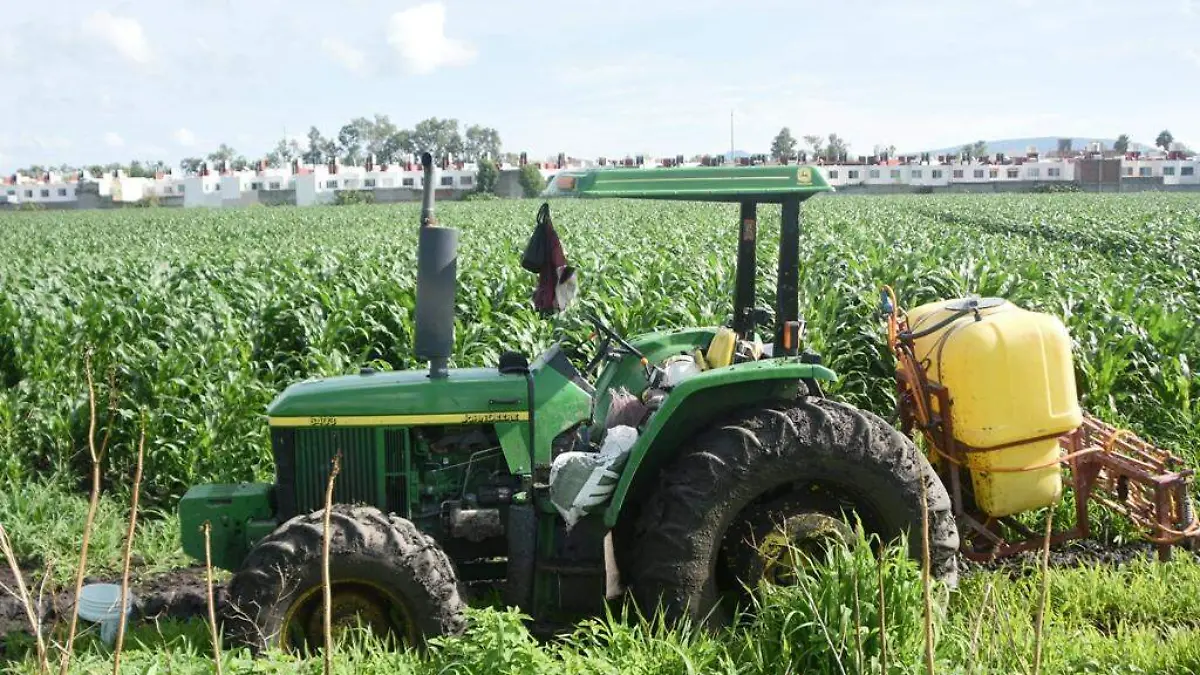 Agricultores esperan buenas cosechas 1