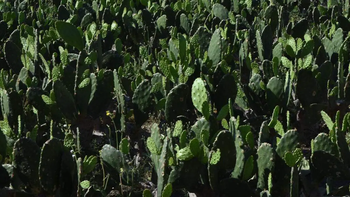Nopal-3