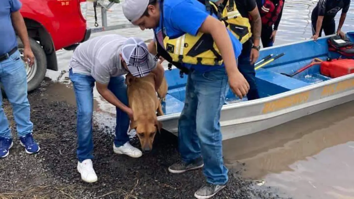 Bomberos-rescatan-a-4-perritos 