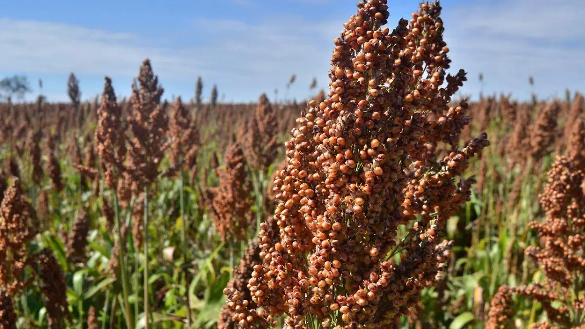SORGO