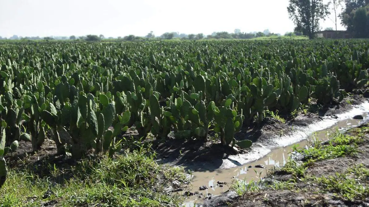 Lluvias afectan produccion de nopal   (1)