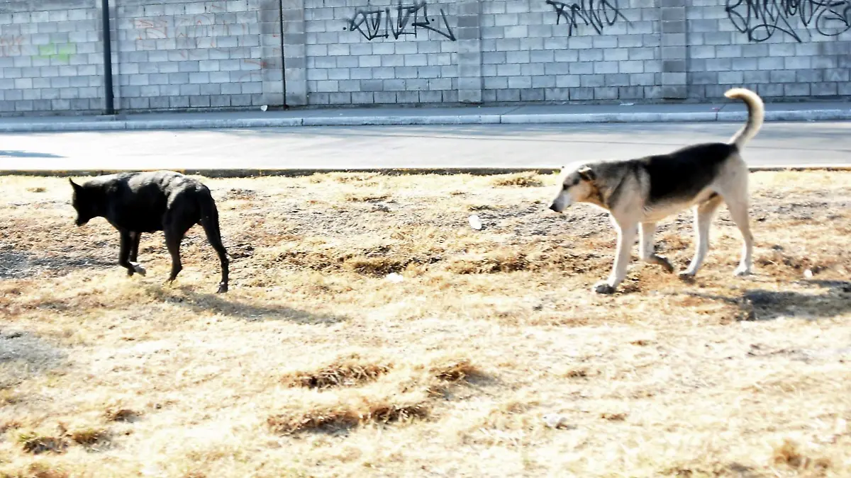SIN AVANCE DENUNCIA POR MALTRATO ANIMAL EN CONTRA DE PERRITA EN SALAMANCA  (2)
