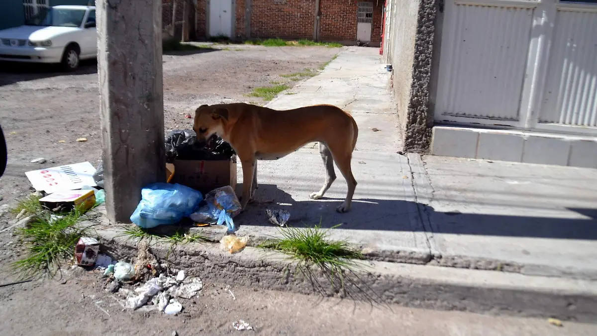 Perros (1)