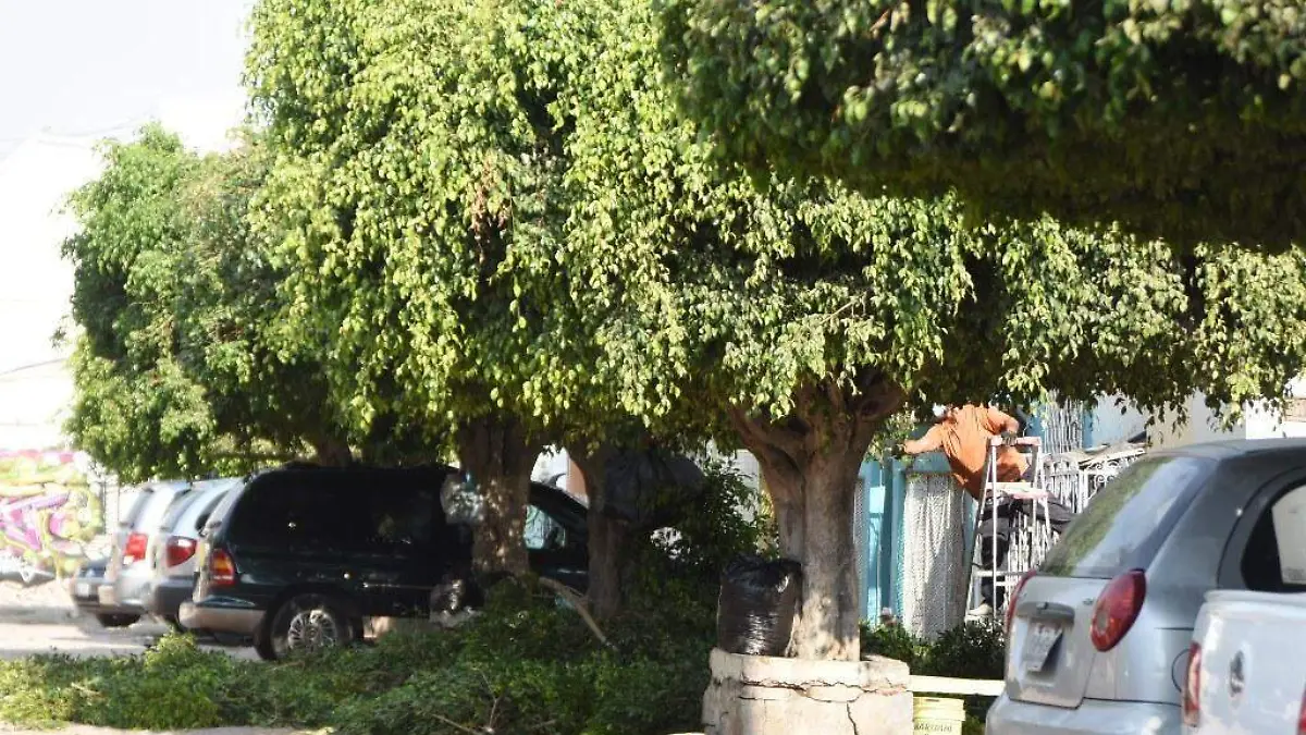 Piden apoyo de parques y jardines  1