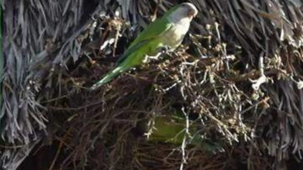 CREAN PROYECTO DE RESCATE, RESGUARDO Y REINTEGRO PARA ANIMALES EXTAVIADOS 2