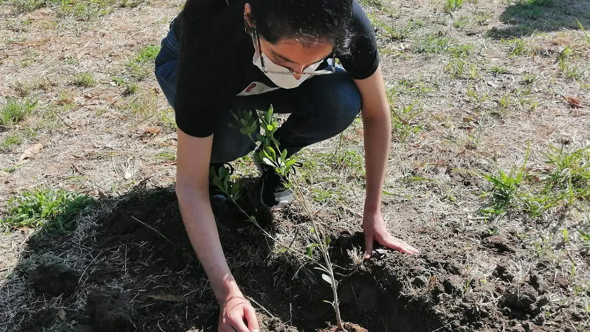 SE PLANTAN ALREDEDOR DE 100 ÁRBOLES EN UNA SEMANA 3