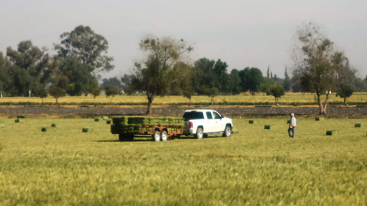 Campo (3)