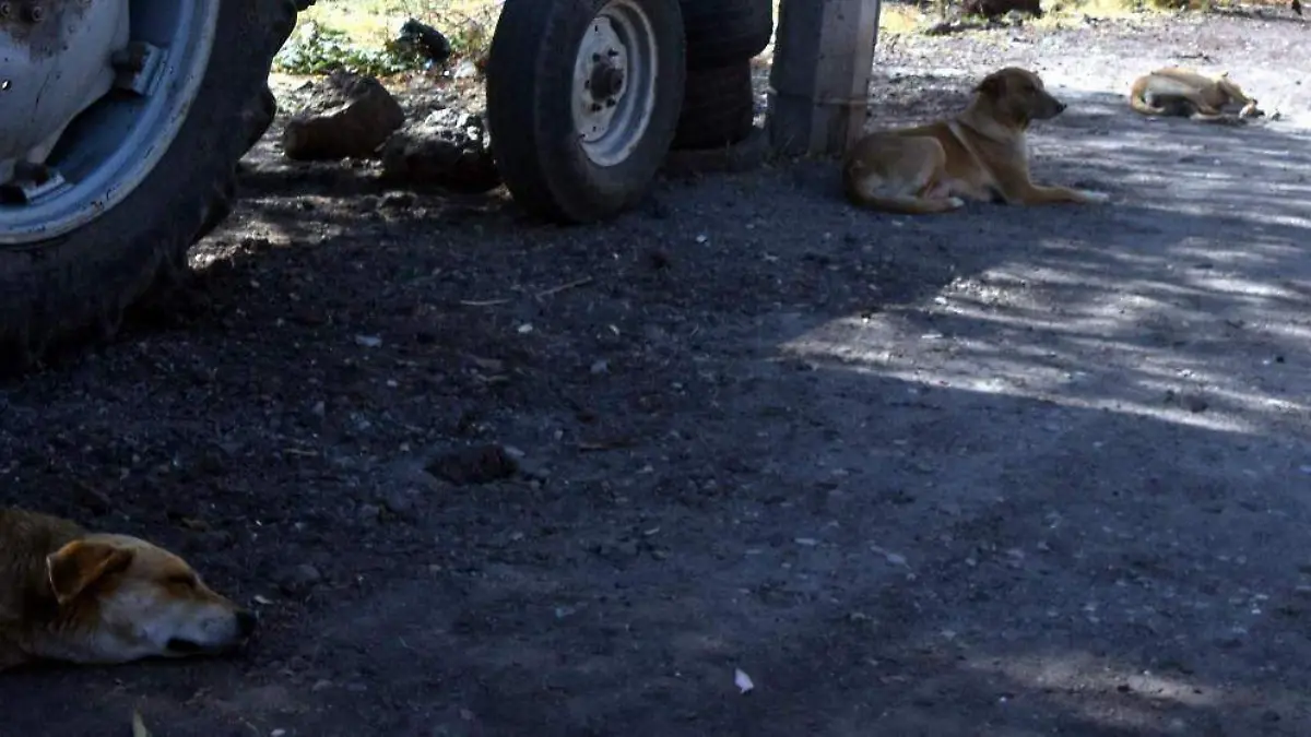 Perros (2)