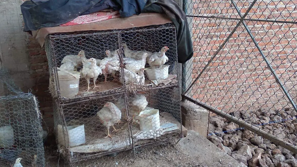 apoyos para gallinas 2