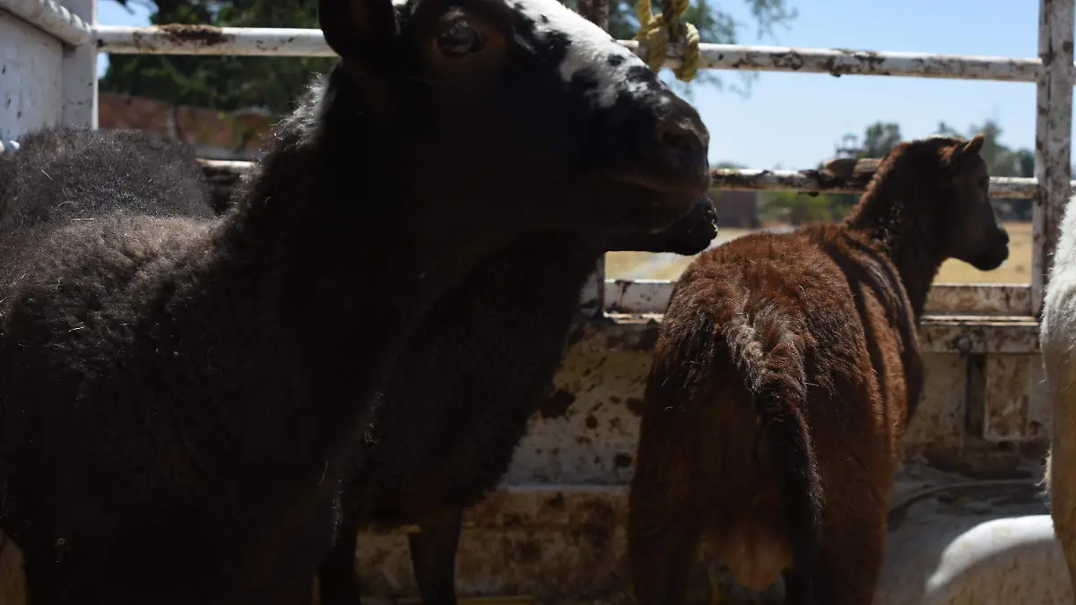 Pega sequia a ganaderos  1