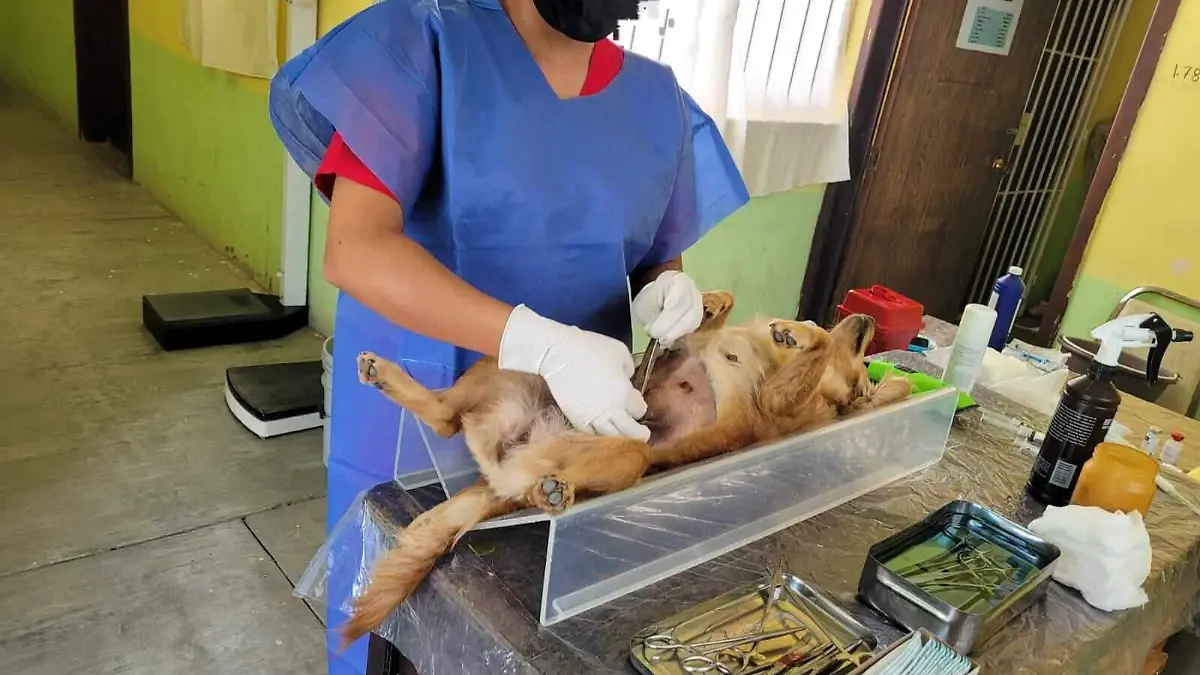 esterilizacin 1