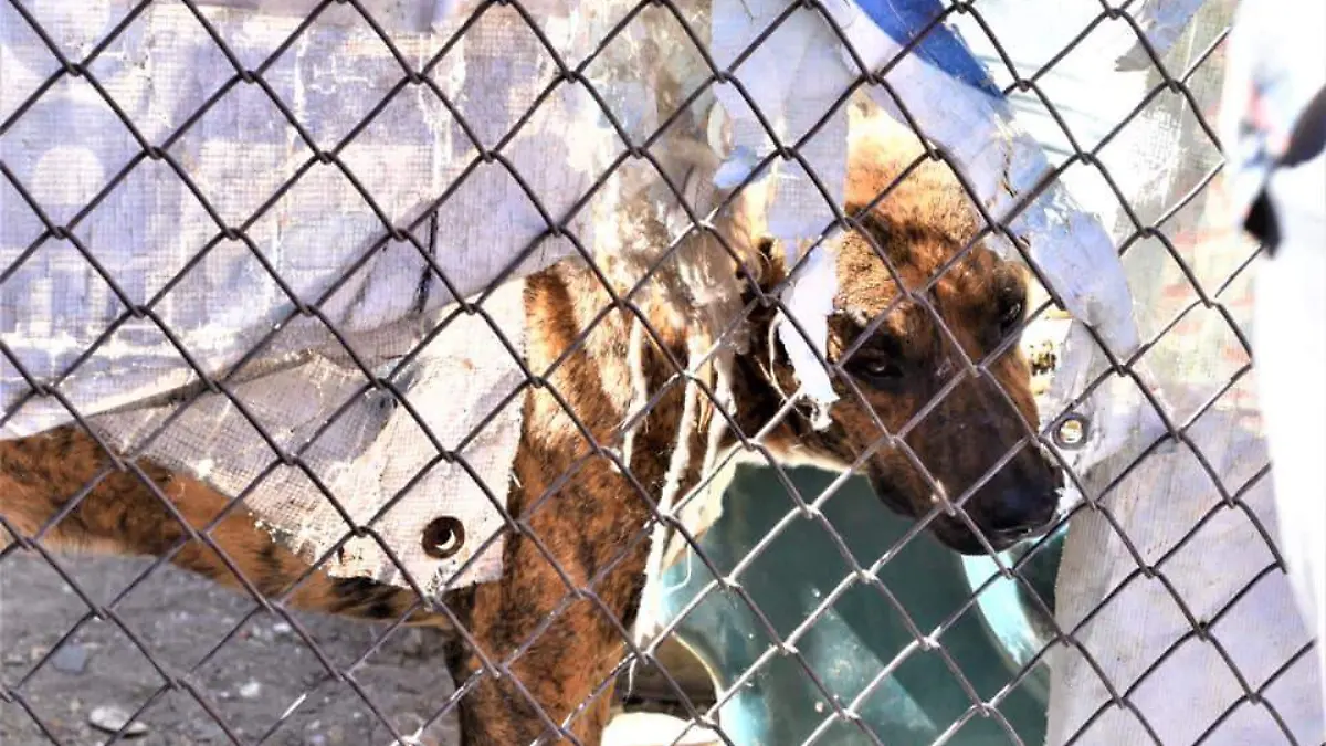 Sancionan-por-maltrato-animal