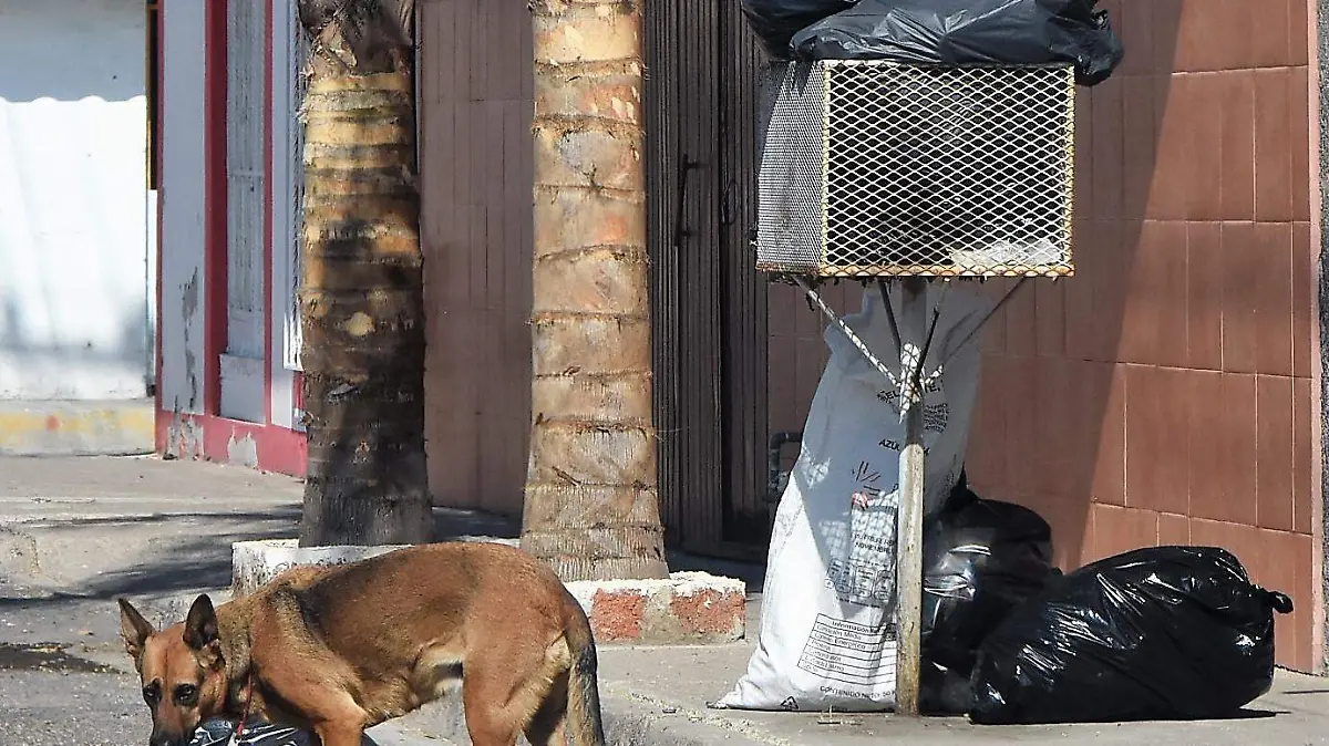Perros-Y-Basura-3