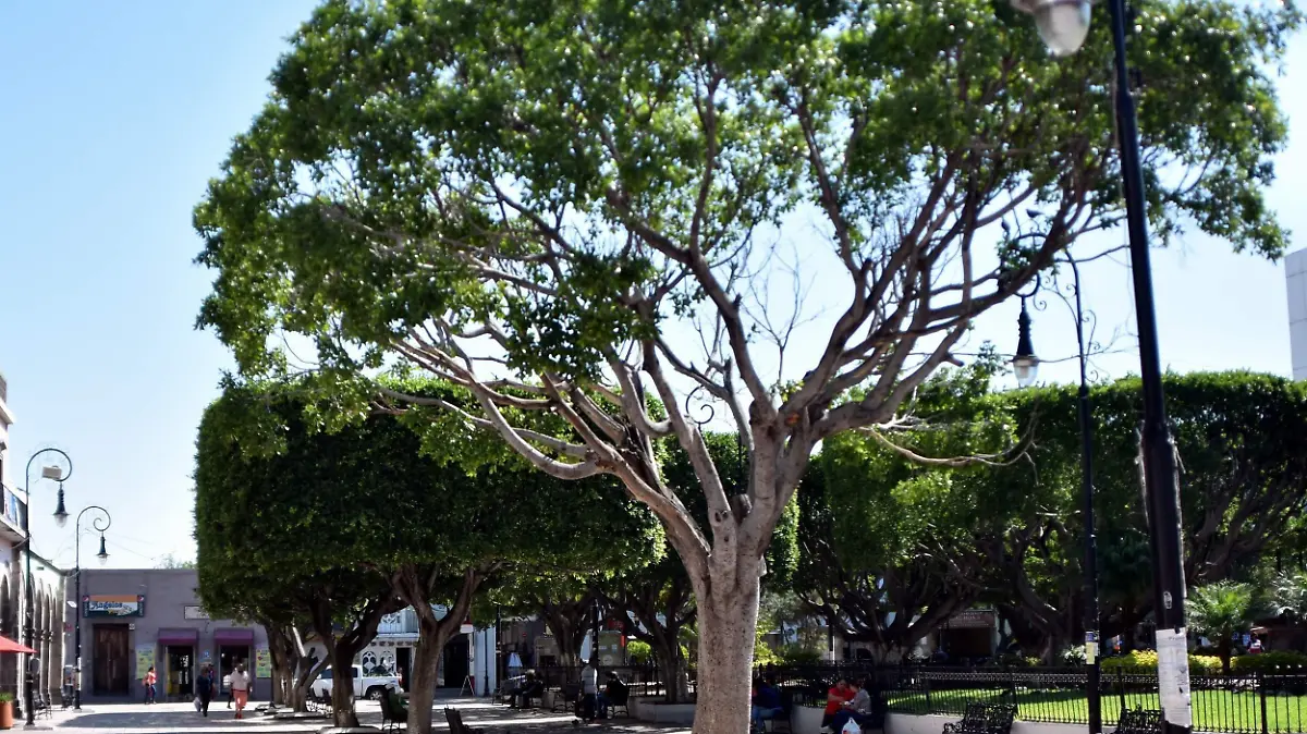 Arboles (2)