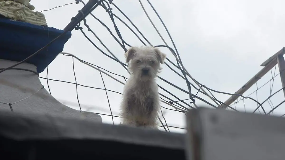 OMISION DEL GOBIERO NO MUNICIPAL PARA ESCUCHAR PETICISIONES DE ANIMALISTAS 1 (3)