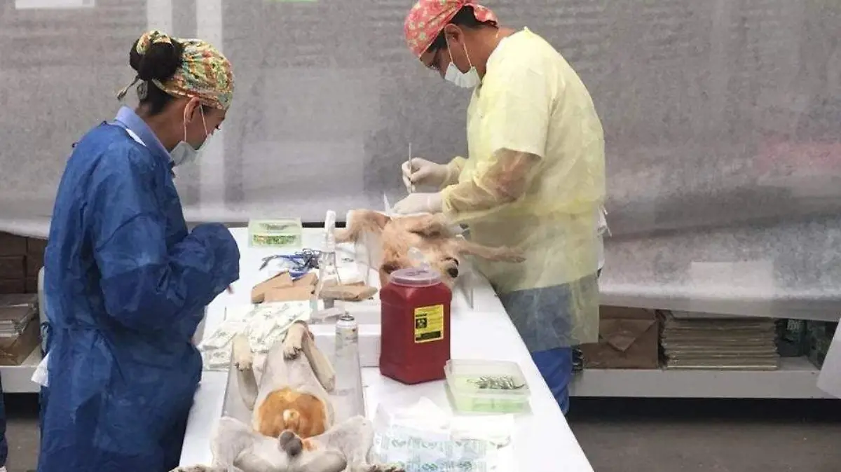 PARA JULIO ESTERILIZACIÓN  CANINA Y FELINA EN SALAMANCA 1