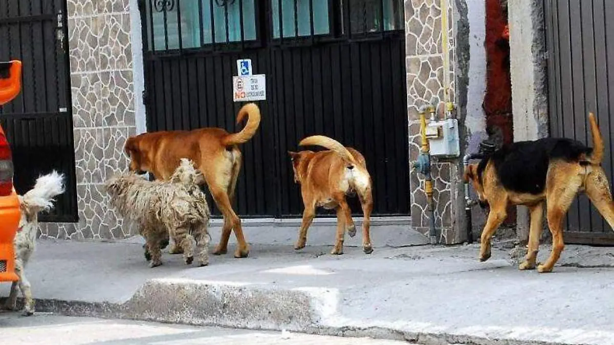 CENTRO DE CONTROL CANINO, PUEDE MEJORAR OPERACIÓN 1
