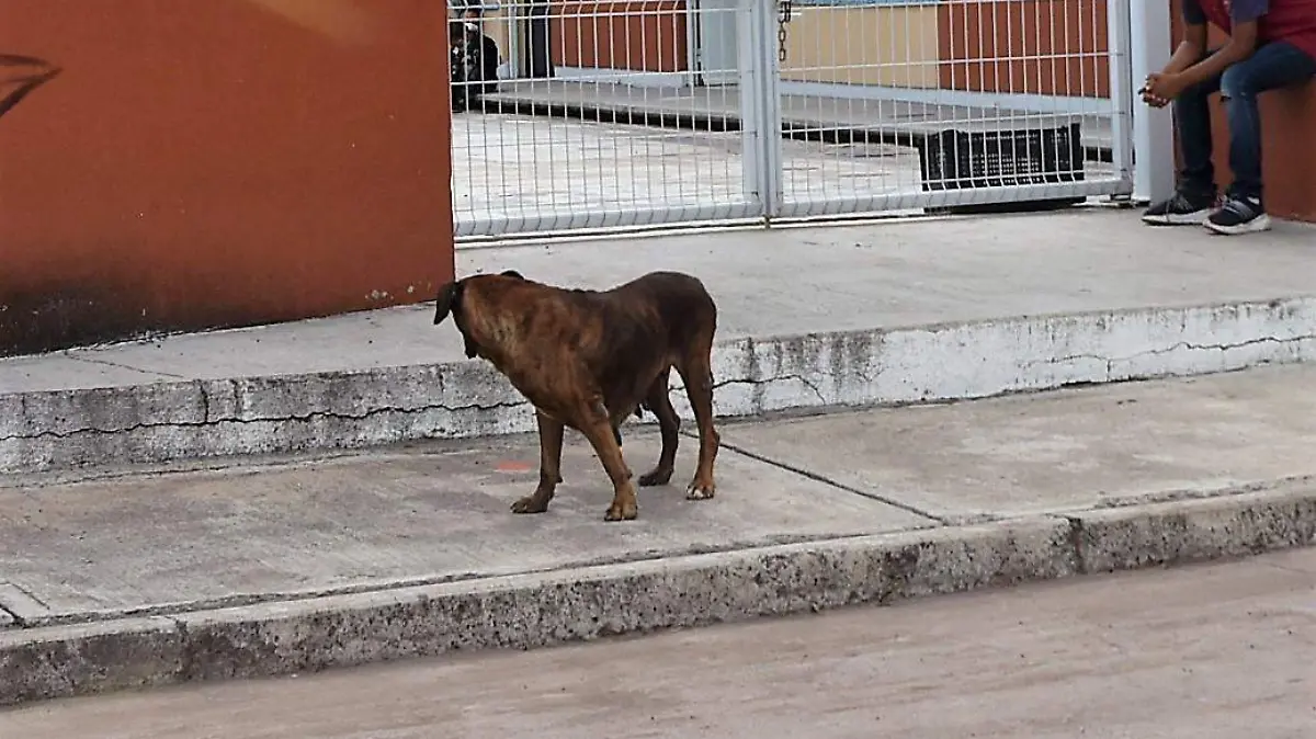 TRABAJARAN CON EL CENTRO CANINO DE VALTIERRILLA (2)