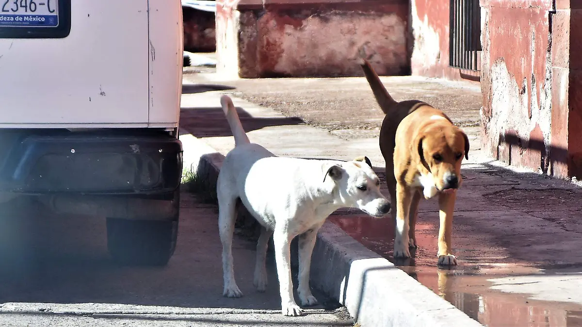 ABANDONO DE MASCOTAS PROBLEMA DE SALUD PUBLICA  (1)