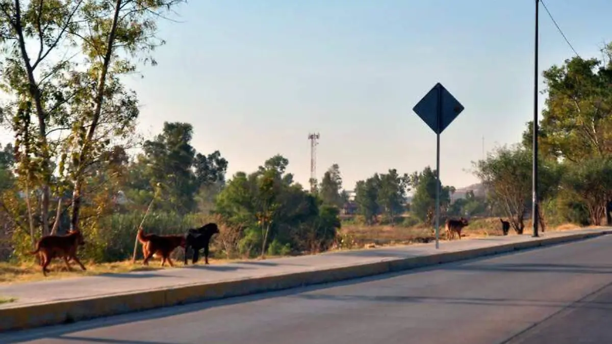 BUSCAN-PRESENTAR-PROYECTO-CARAS