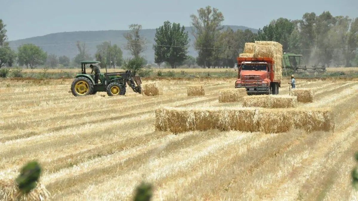 PREPARA DESARROLLO SOCIAL PROGRAMAS PARA BENEFICIAR AL CAMPO  (1)